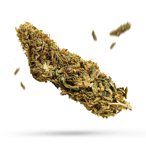 Big Bud Cannabisblüte