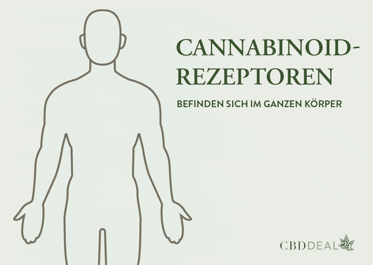 Cannabinoid-Rezeptoren befinden sich im ganzen Körper
