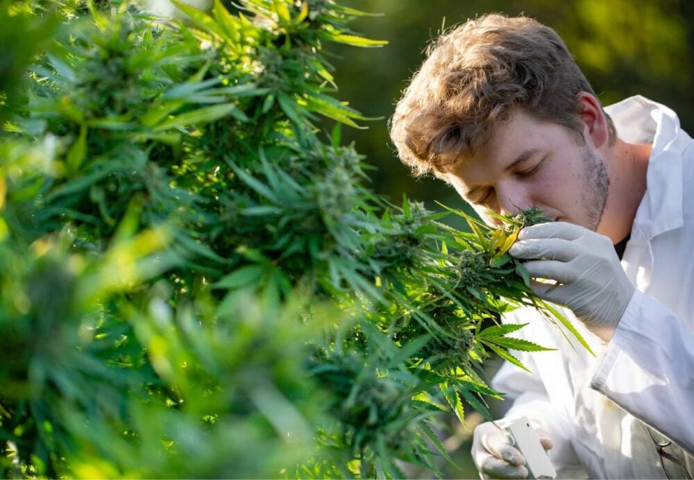 Cannabis Sommelier
