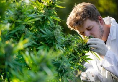 Cannabis Sommelier