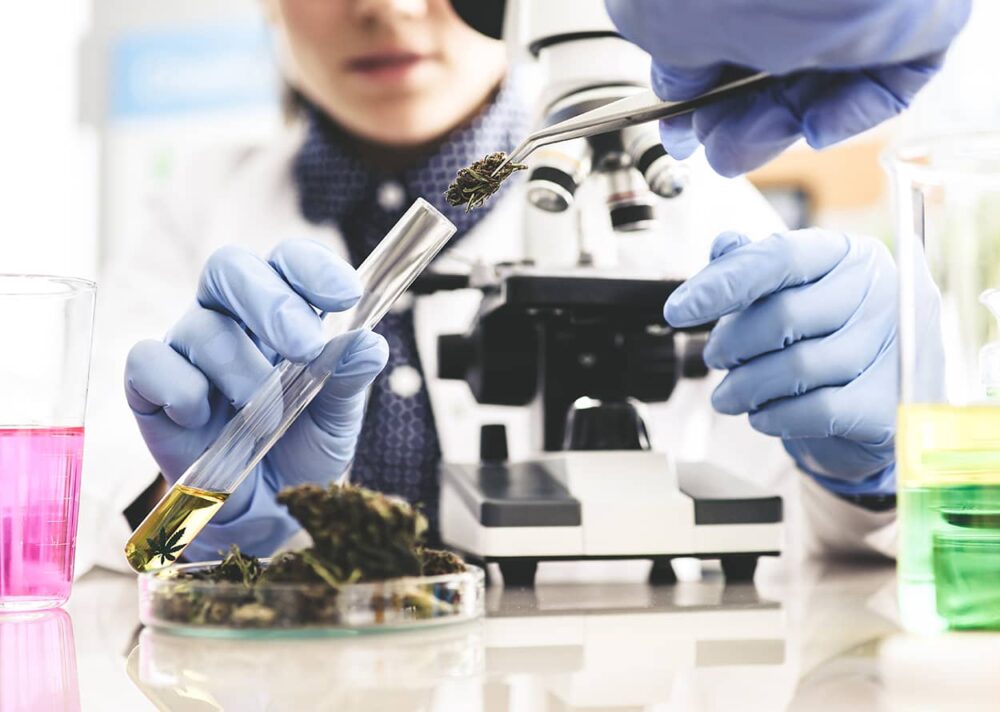 CBD Herstellung
