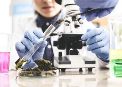 CBD Herstellung