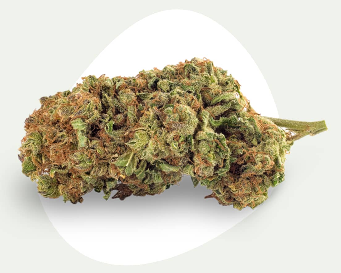 THC-Blüten vs. CBD-Blüten: Maximal 0,2% THC-Gehalt.