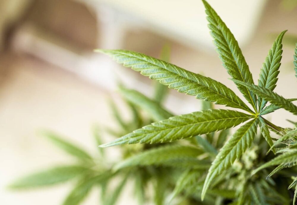 H4CBD Wirkung