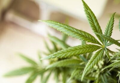 H4CBD Wirkung