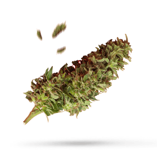 Kush Mints Cannabisblüte