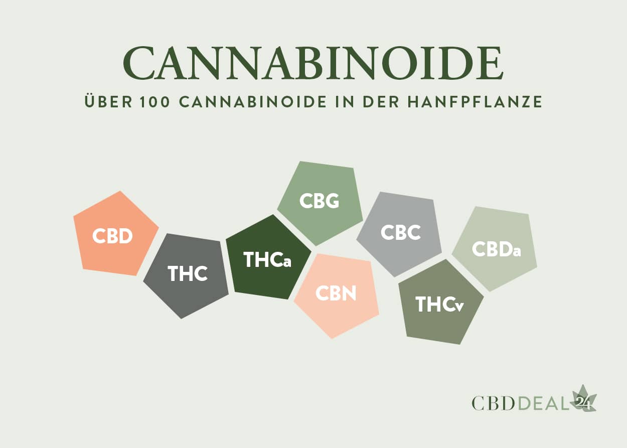 Mehr als 100 Cannabinoide wurden bis heute in der Hanfpflanze nachgewiesen
