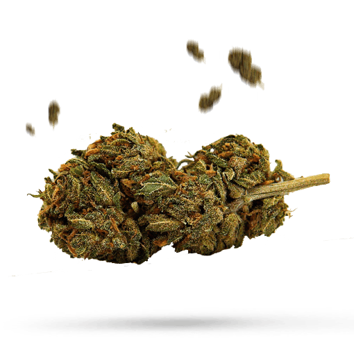 OG Kush Cannabisblüte