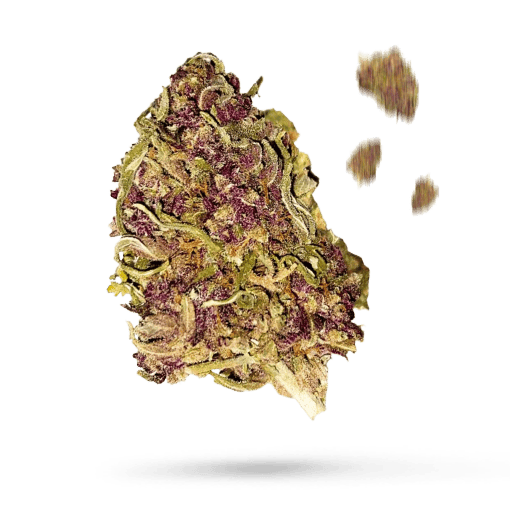 Purple Haze Cannabisblüte