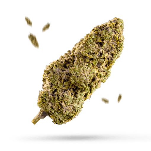 Runtz 33 Cannabisblüte
