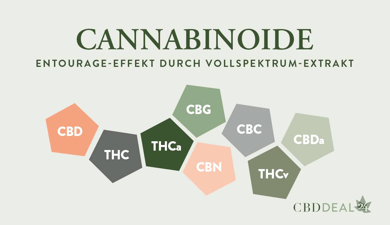 Vollspektrum-Extrakt: Cannabinoide und Entourage-Effekt