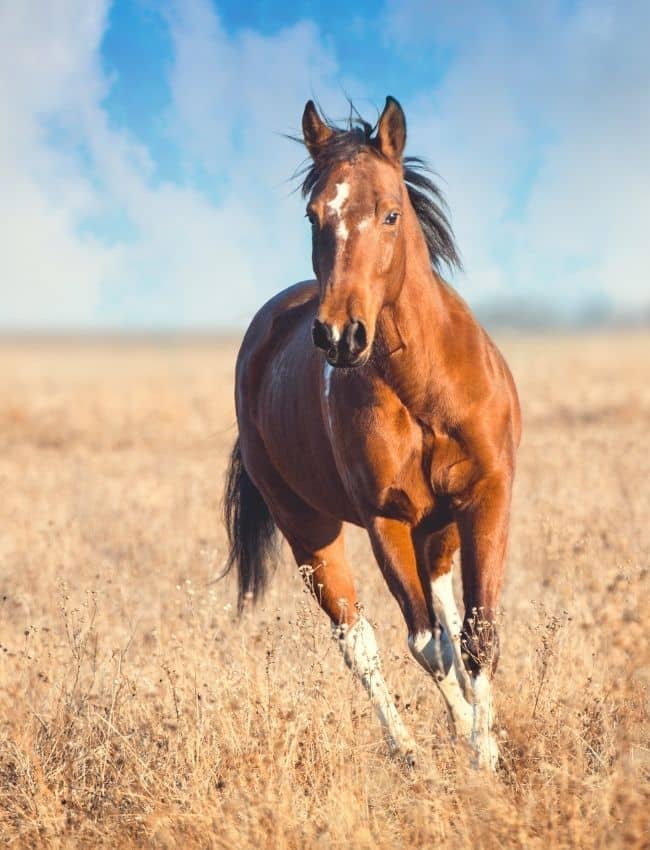Vorteile von CBD für Pferde
