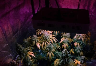 Homegrow