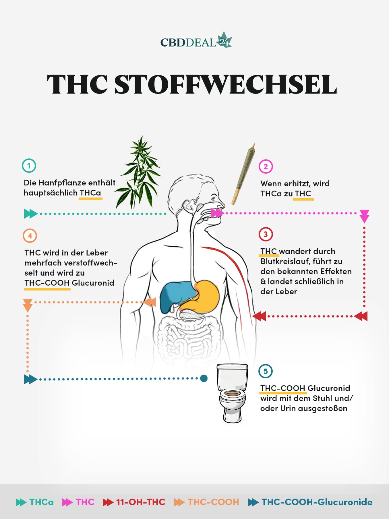 THC Stoffwechsel