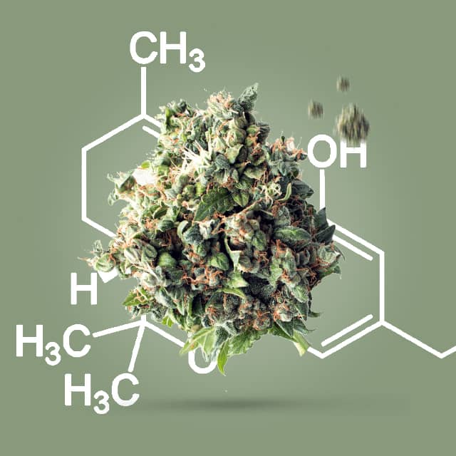 THC verstehen » Ultimativer Leitfaden zu Tetrahydrocannabinol