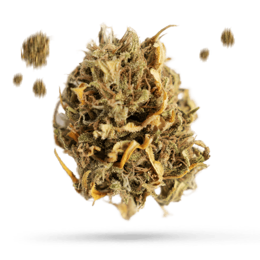 24k Gold Cannabisblüte
