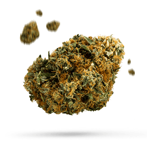 Afghan Skunk Cannabisblüte