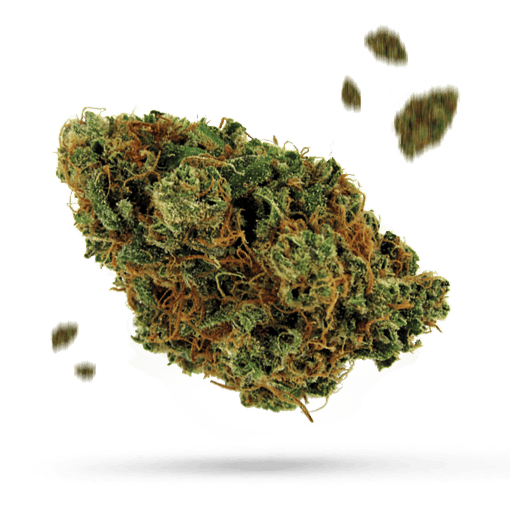 Bubba Berry Cannabisblüte