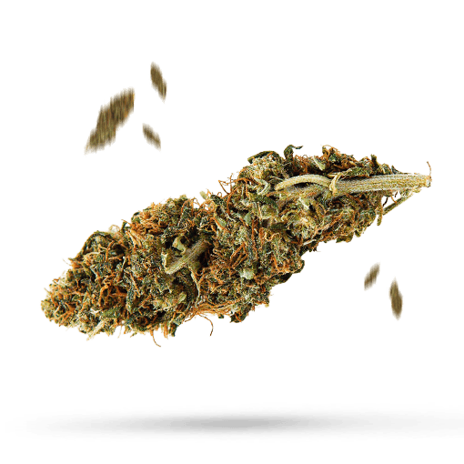GMO Kush Cannabisblüte