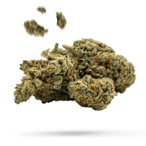 Jack Flash Cannabisblüte