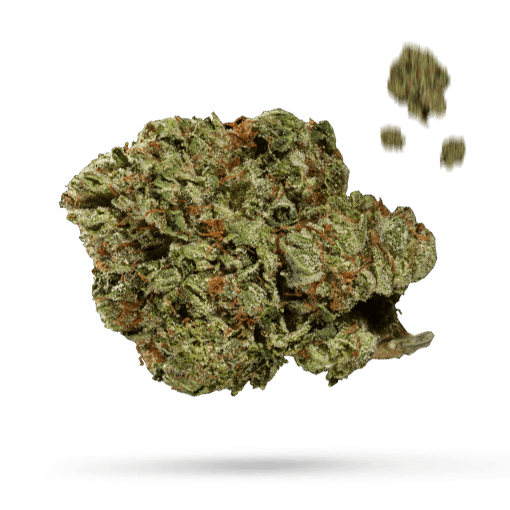 Mango Sherbert Cannabisblüte