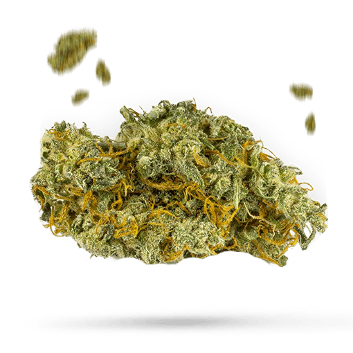 Orange Diesel Cannabisblüte