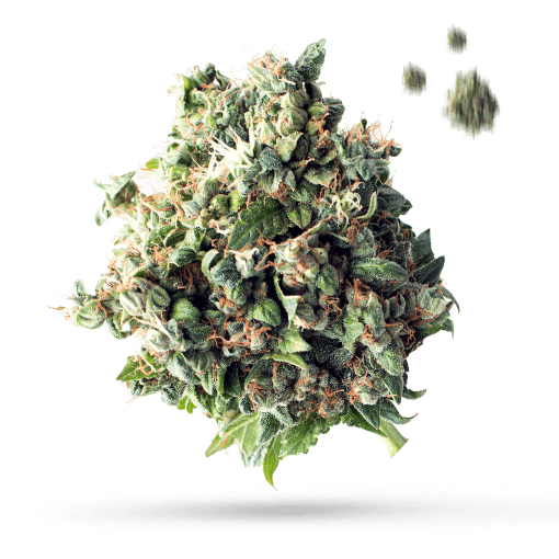 Skunk 47 Cannabisblüte