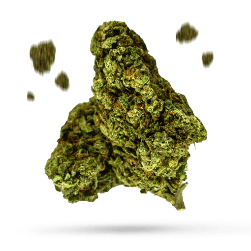 10th Planet Cannabisblüte