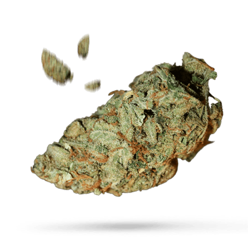 541 Kush Cannabisblüte