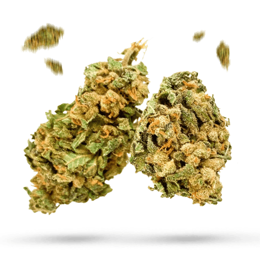 Afghani Krush Cannabisblüte