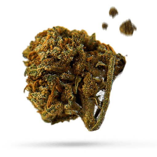 Agharta Cannabisblüte