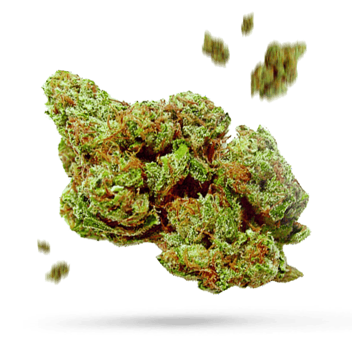 Alien Huckleberry Cannabisblüte