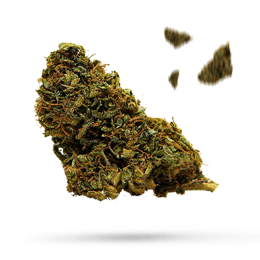 Amnesia White Cannabisblüte