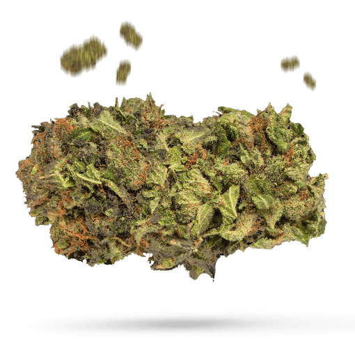 Bahama Blizzard Cannabisblüte