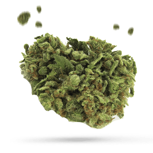 Bernie HanaButter Cannabisblüte