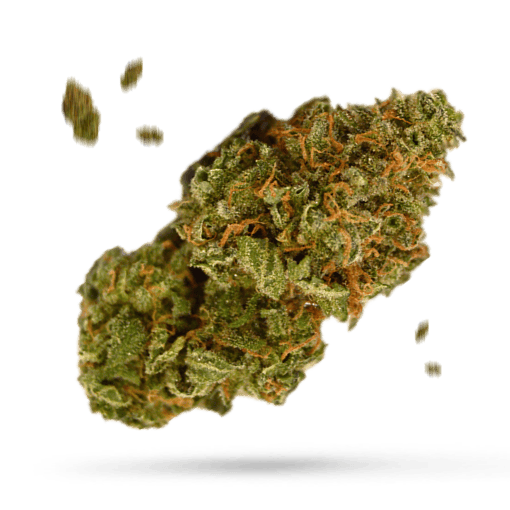 Black '84 Cannabisblüte