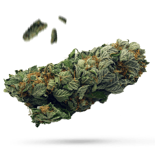 Blackberry Diesel Cannabisblüte