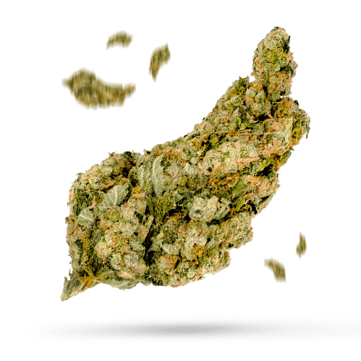 Bleugenius Cannabisblüte