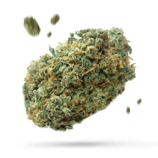 Blue Java Cannabisblüte
