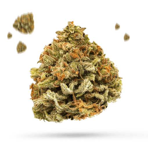 Blue Jay Way Cannabisblüte