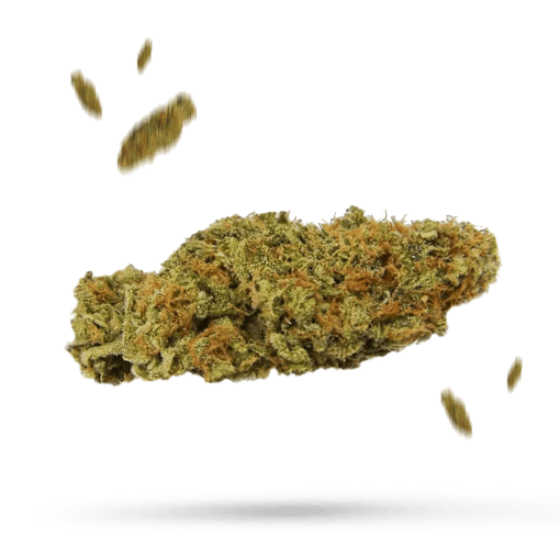 Blue Ocean Cannabisblüte