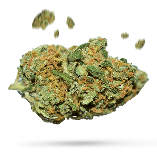Blue Sherbert Cannabisblüte