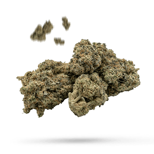 Blueberry Haze Cannabisblüte