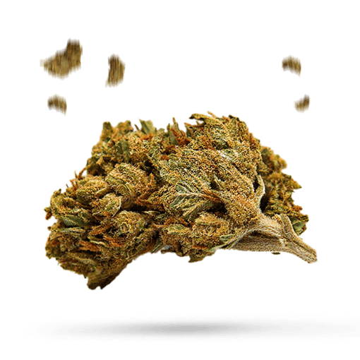 Canis Majoris Cannabisblüte