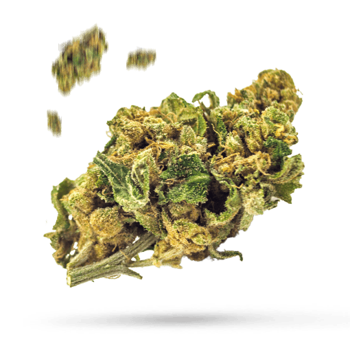 Cascade Grape Cannabisblüte
