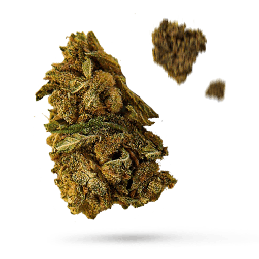 Cheese and Chong Cannabisblüte