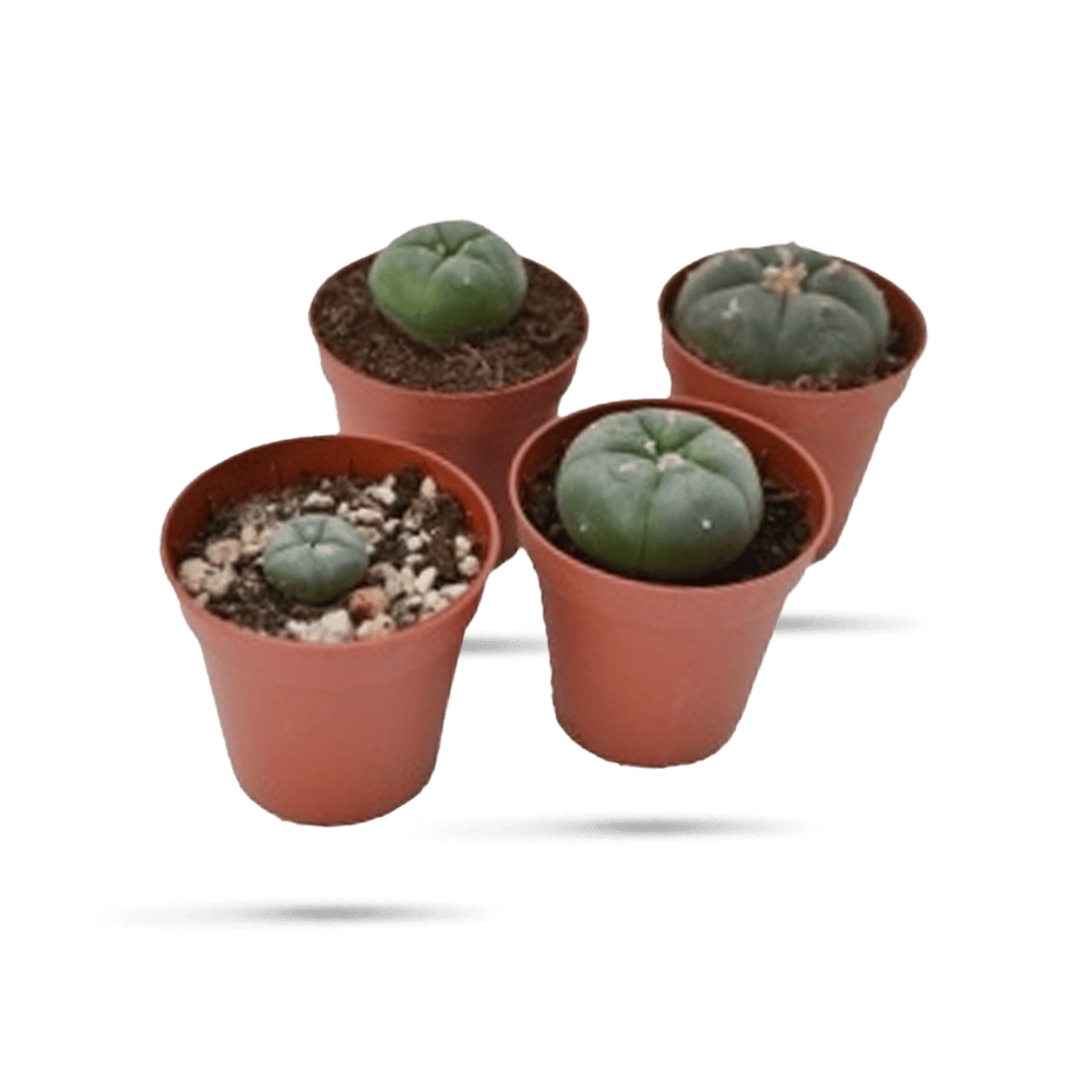 Kaktus 3000 Peyote – Lophophora williamsii