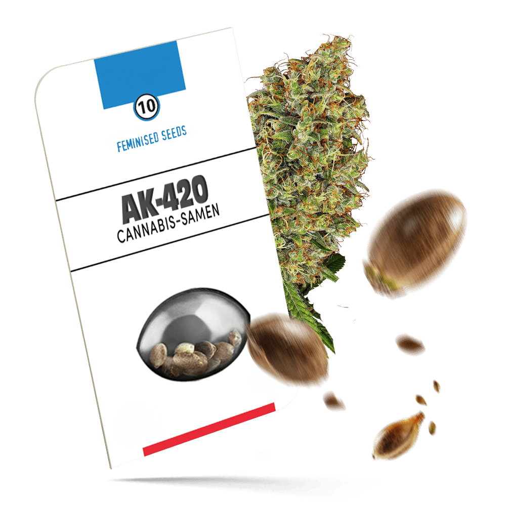 AK-420 feminisierte Cannabissamen