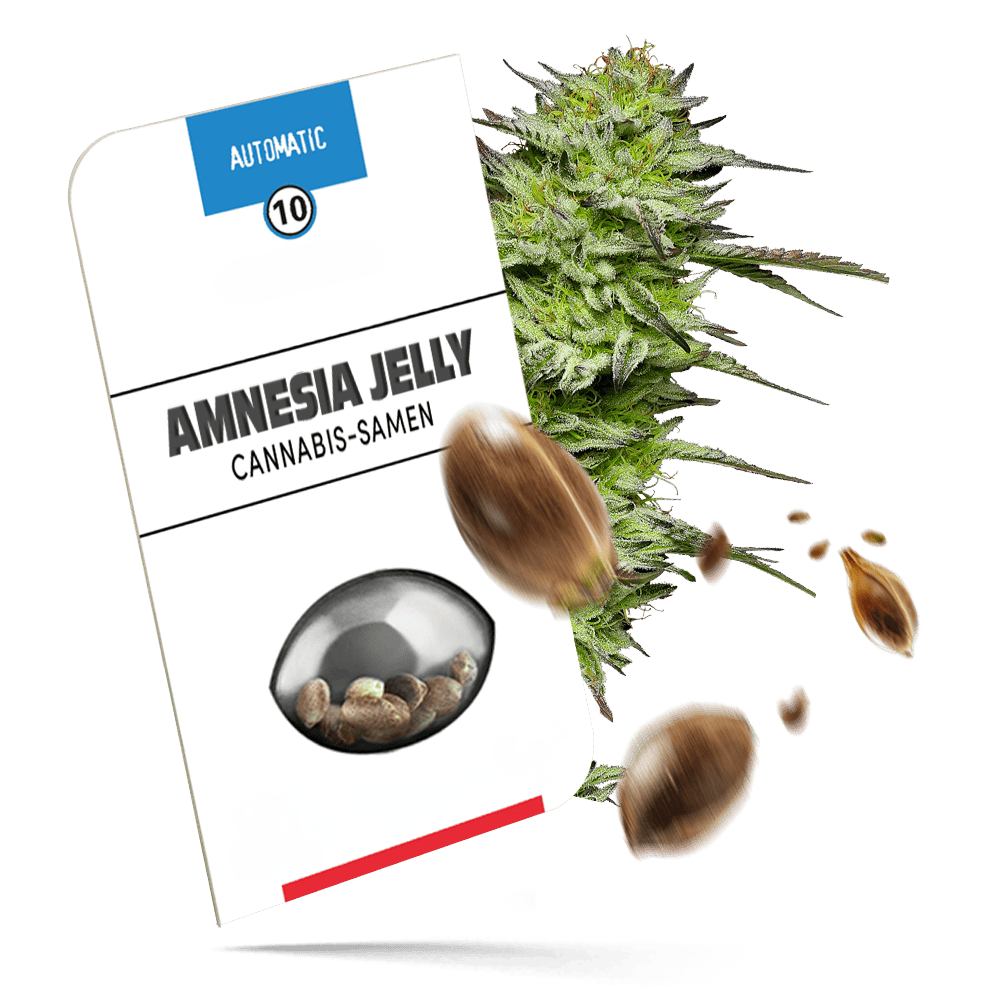 Amnesia Jelly Automatic Cannabissamen