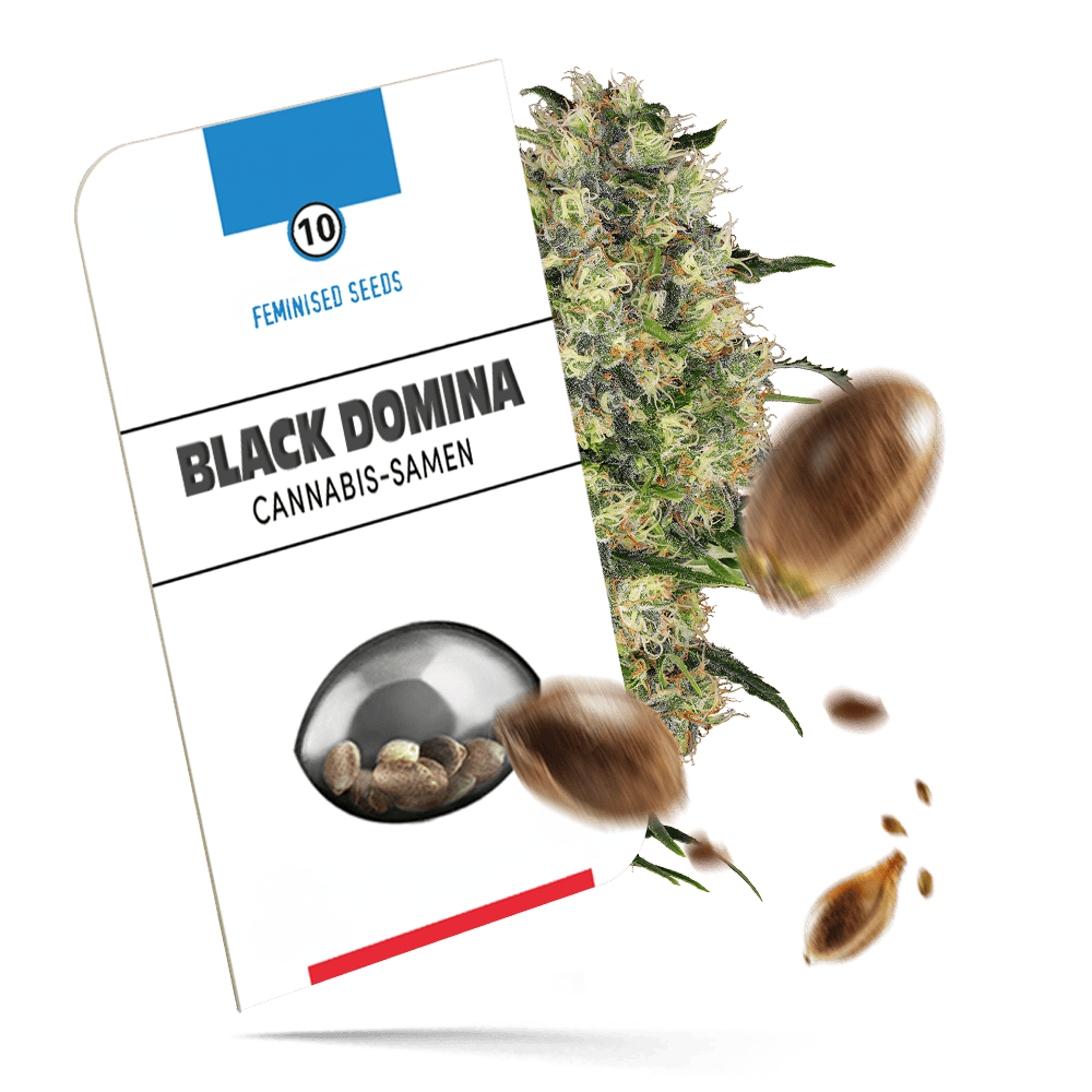 Black Domina feminisierte Cannabissamen